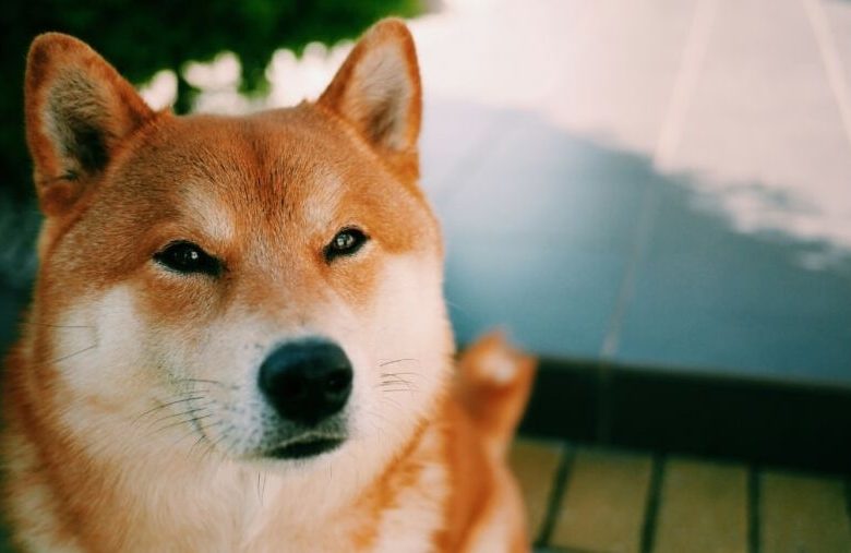 Dogecoin has touched its new ATH, after many celebrities tweeted in its favor